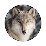 Wolf icon graphic - Gray Wolf Stare © Jacob W. Frank/NPS