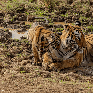 A tiger cub butts its head gently against its mother 