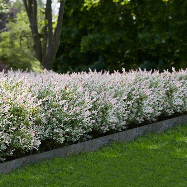 Image of Tri-Color Dappled Willow