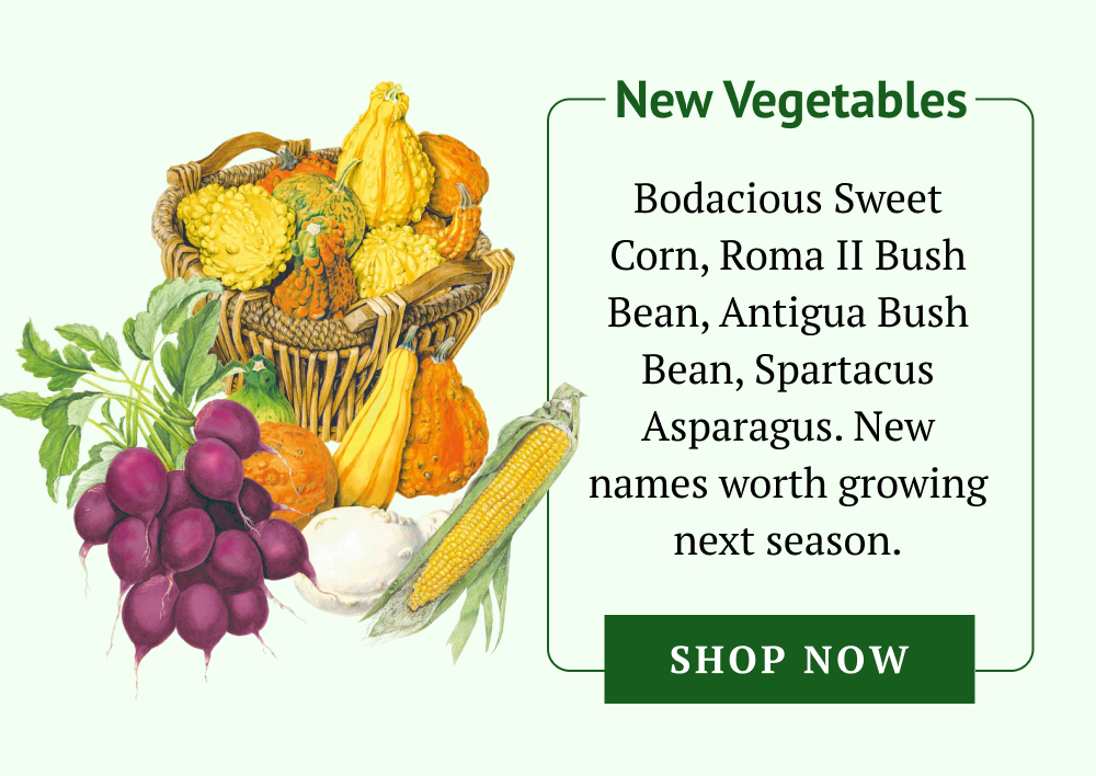 Bodacious Sweet Corn, Roma II Bush Bean, Antigua Bush Bean, Spartacus Asparagus. New names worth growing next season.