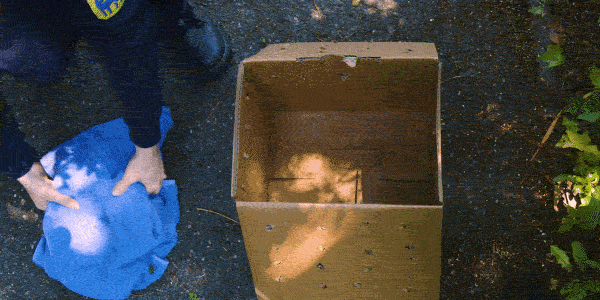Animated GIF of a person placing a folded blue towel into an empty cardboard box