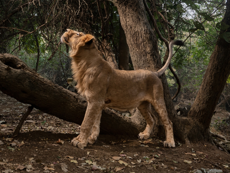 Photo of a lion