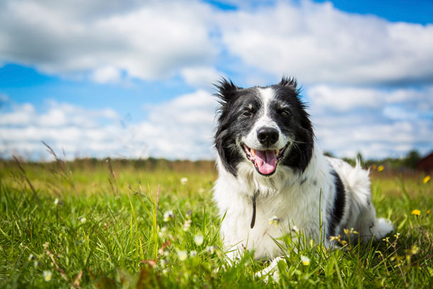 Dog sitting in a field