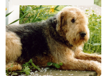 An Airedale named Blue is lying down outside. Blue is the Bishop's family dog and the inspiration behind the Blue Buffalo brand.