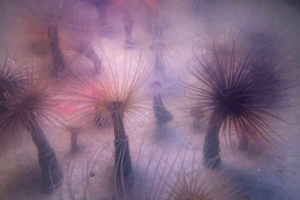 An aggregation of colorful tube anemones on the sandy seafloor release eggs and sperm into the water column during a broadcast spawning event