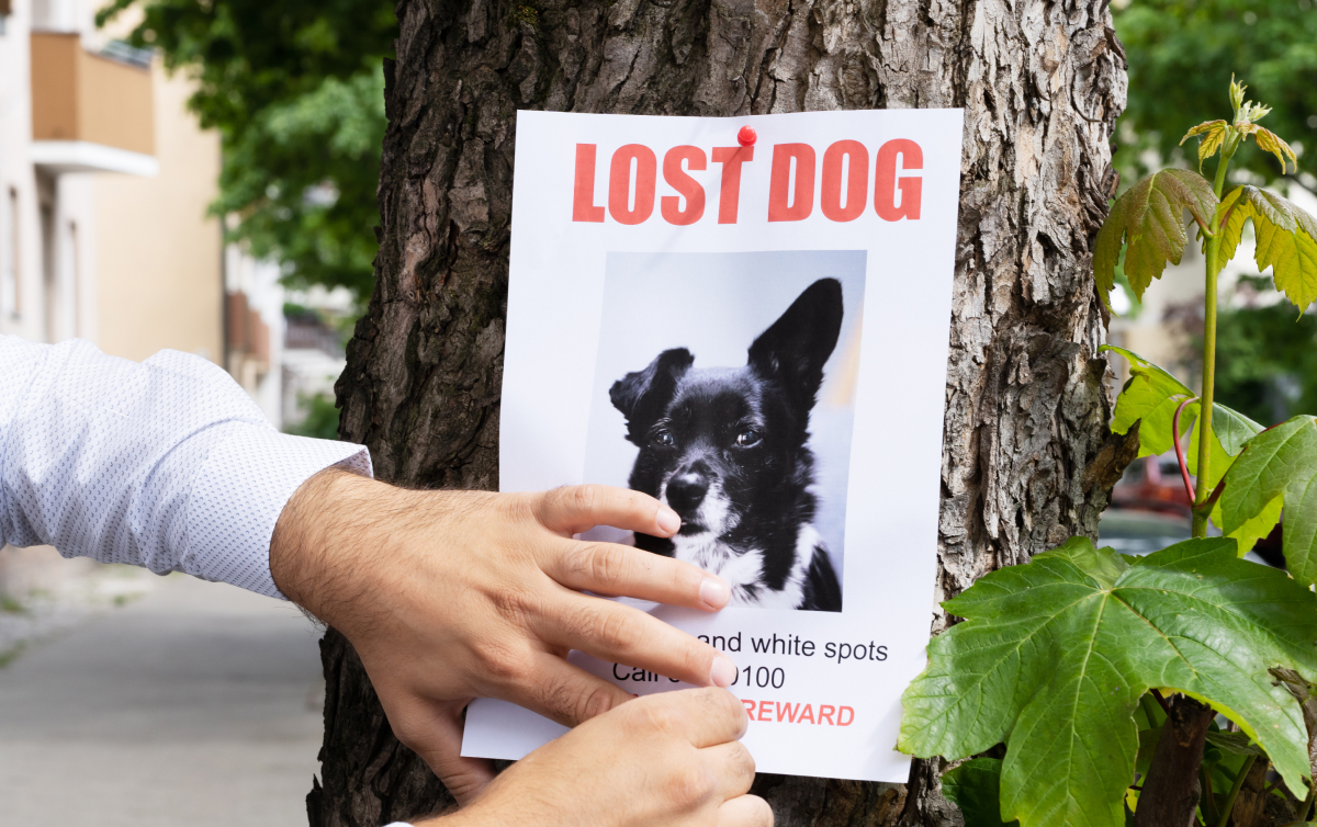 A lost dog poster on a tree
