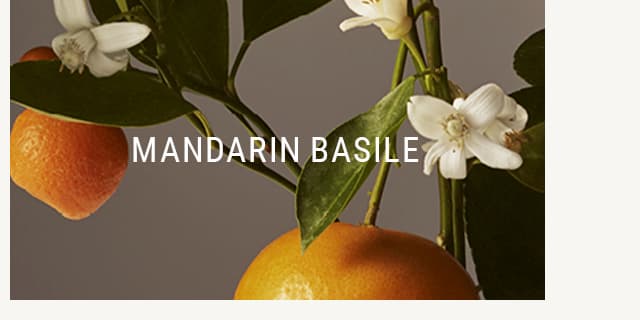 Mandarin Basile