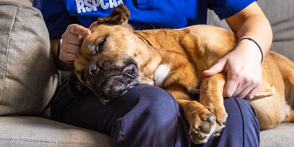 A large brown dog sleeps on the lap of a person in a blue RSPCA top. One hand strokes its head; another rests on its leg.
