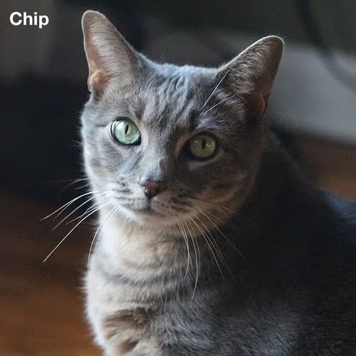Chip the cat memorial 