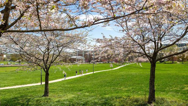 students walk among cherry blossom trees on UMD campus