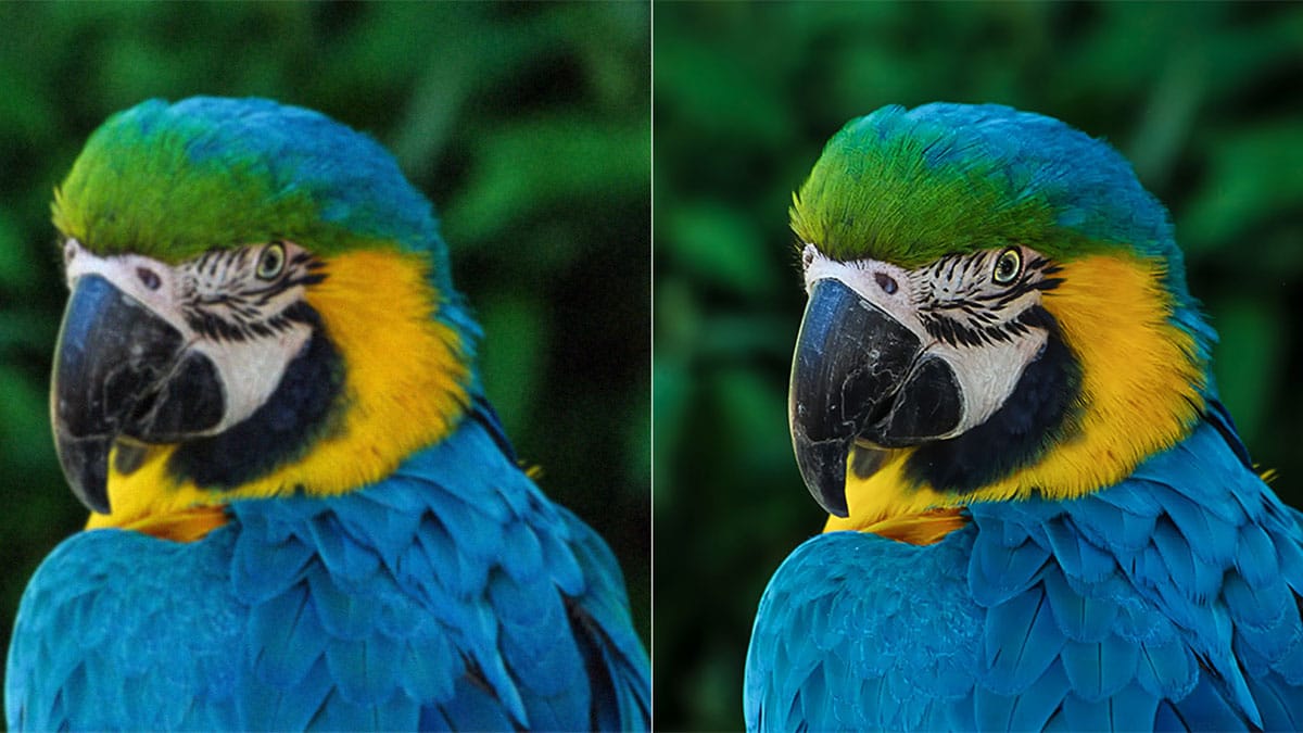 Two parrots shown side by side, with the left image out of focus and the right image sharply in focus