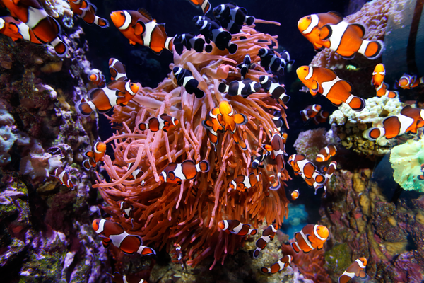 Clownfish on exhibit in the Splash Zone