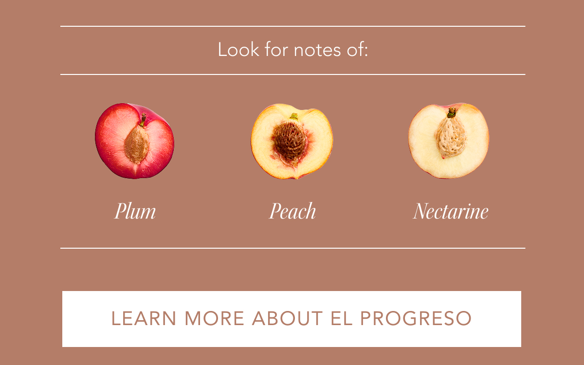 Look for notes of: Plum, Peach, Nectarine | LEARN MORE ABOUT EL PROGRESO