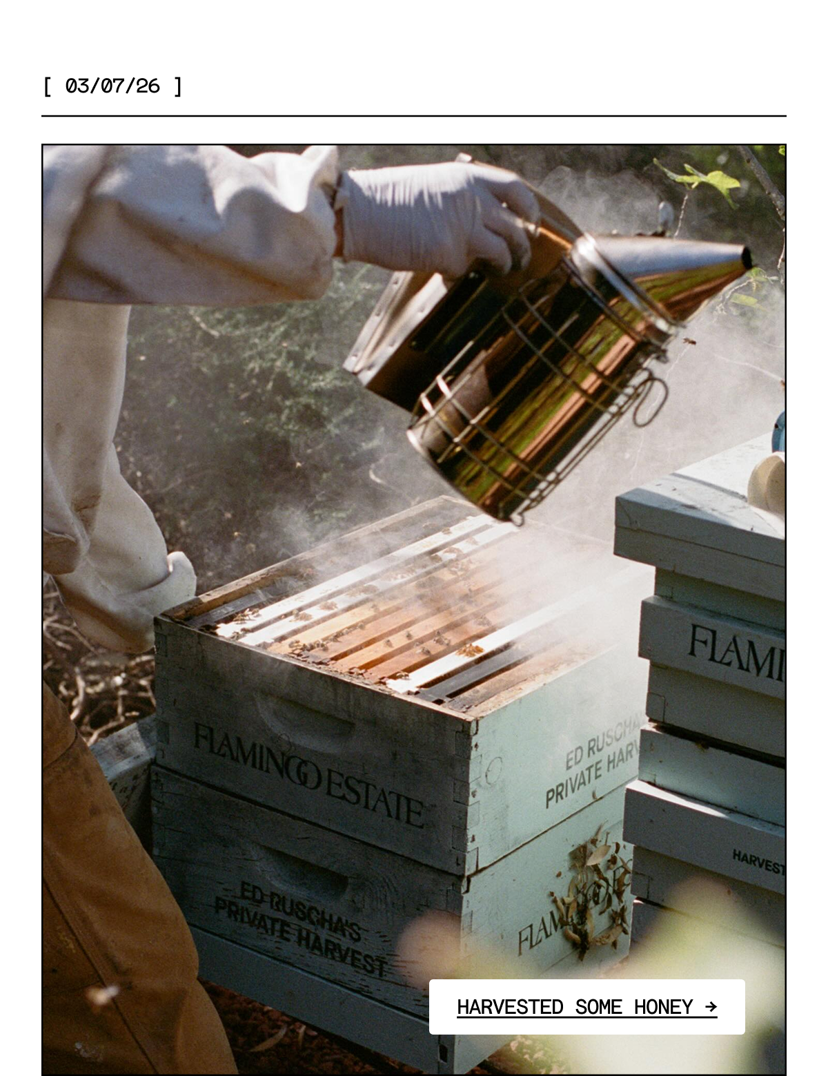 Harvested Some Honey