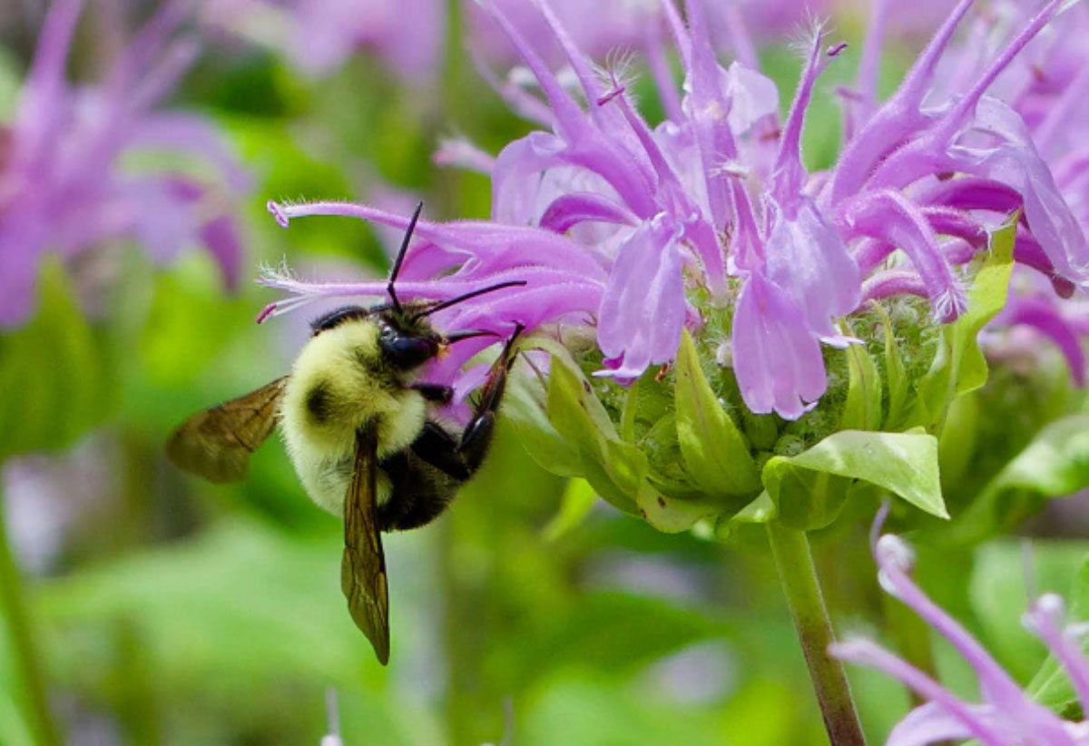 Bee on bee balm 