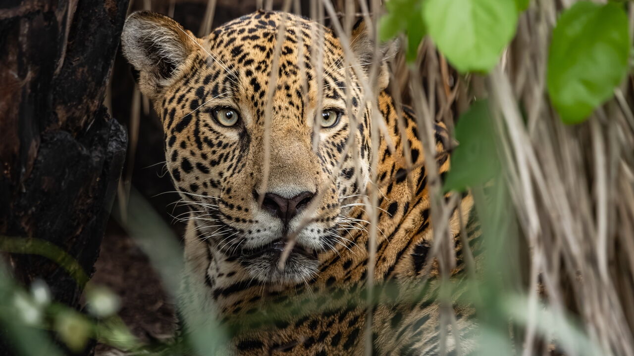 A jaguar peeks through dense jungle vegetation