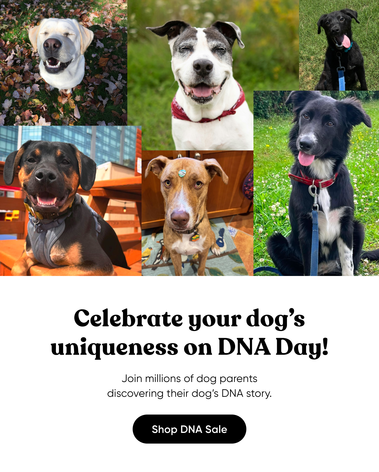 Celebrate your dog's uniqueness on DNA Day! Join millions of dog parents discovering their dog's DNA story. Shop DNA Sale.