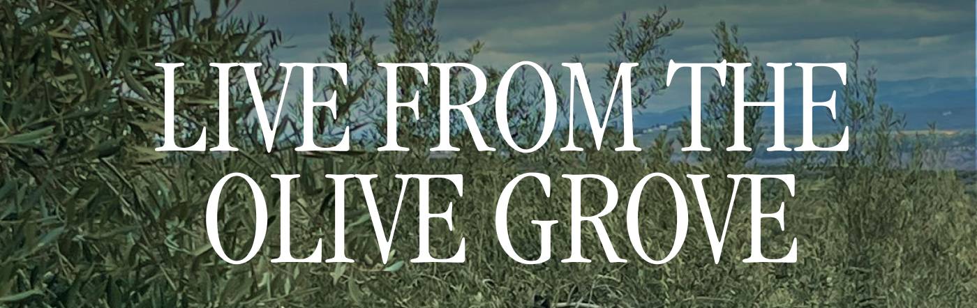 LIVE FROM THE OLIVE GROVE