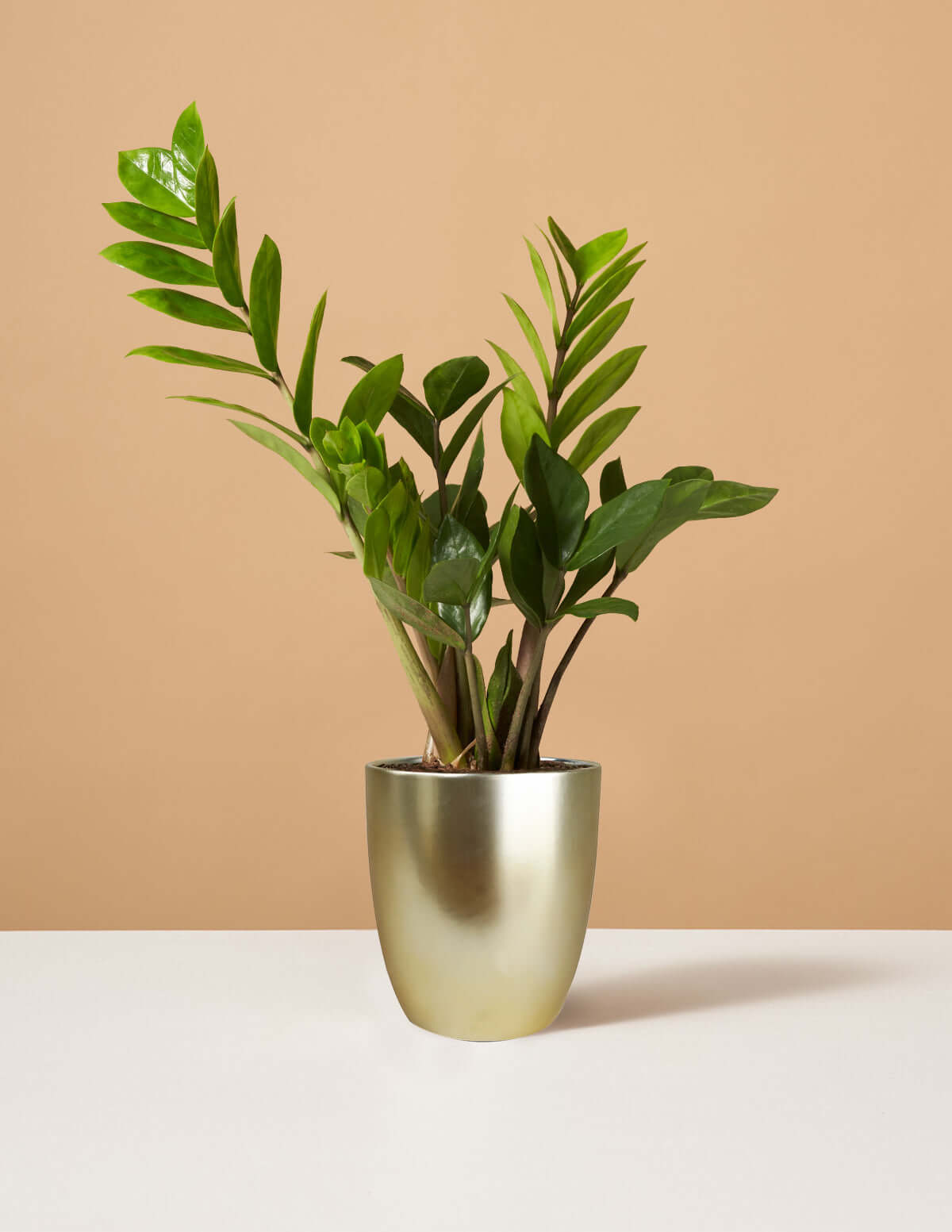 Image of ZZ Plant