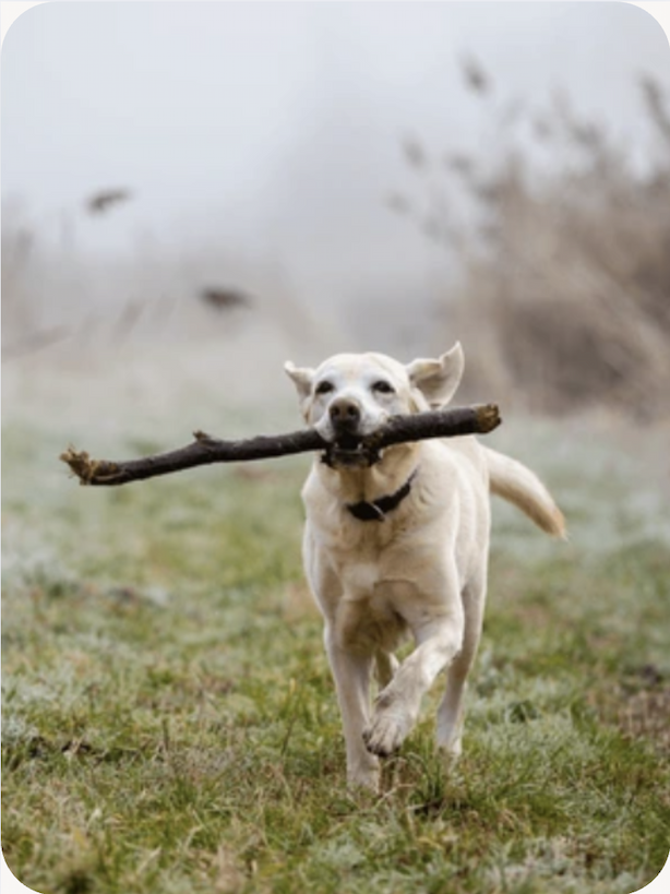 A senior Labrador Retriever happily carrying a stick and running towards the camera