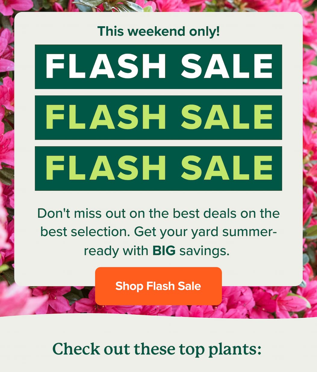 This weekend only! Flash Sale! Don't miss out on the best deals on the best selection. Get your yard summer-ready with BIG savings. SHOP FLASH SALE>>