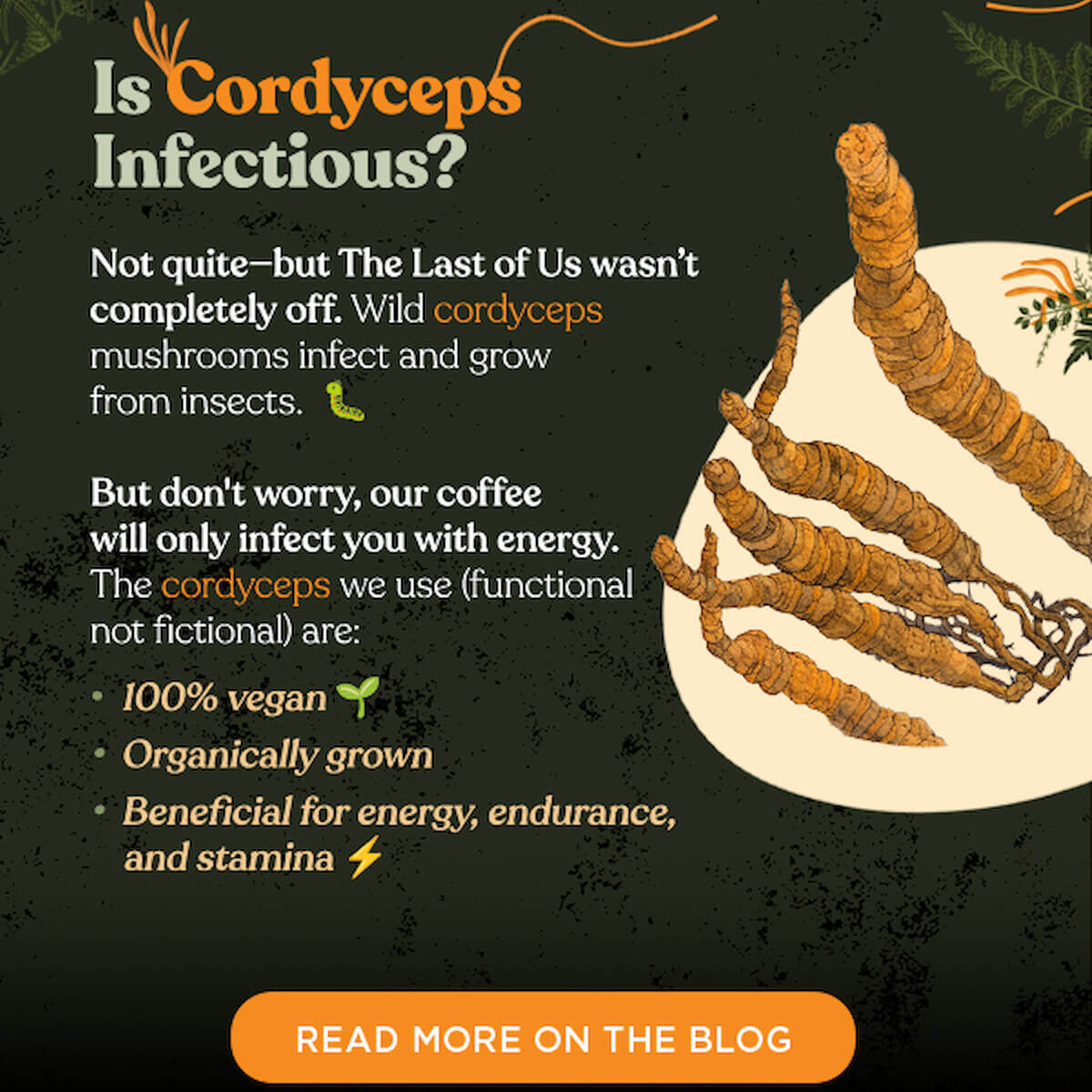 Facts About Cordyceps (read more on the blog)