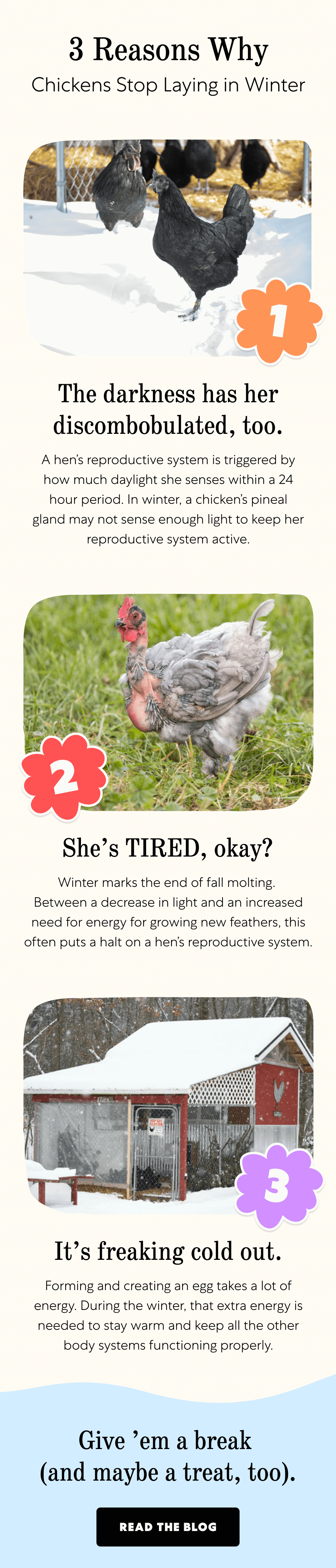3 Reasons Why Chickens Stop Laying in Winter 1 The darkness has her discombobulated, too. A hen’s reproductive system is triggered by how much daylight she senses within a 24 hour period. In winter, a chicken’s pineal gland may not sense enough light to keep her reproductive system active. 2 She’s TIRED, okay? Winter marks the end of fall molting.  Between a decrease in light and an increased need for energy for growing new feathers, this often puts a halt on a hen’s reproductive system. 3 It’s freaking cold out. Forming and creating an egg takes a lot of energy. During the winter, that extra energy is needed to stay warm and keep all the other body systems functioning properly. Give ’em a break  (and maybe a treat, too). Read the Blog