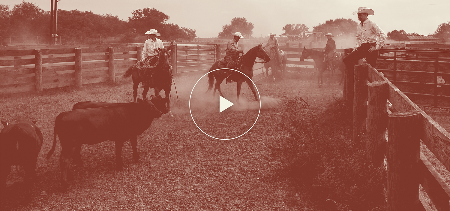 WATCH THE VIDEO