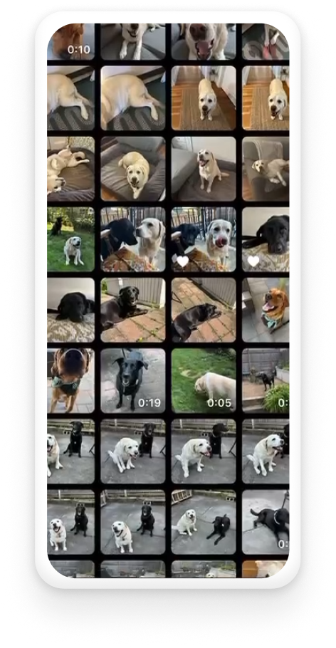 A screenshot of a camera roll full of dog photos