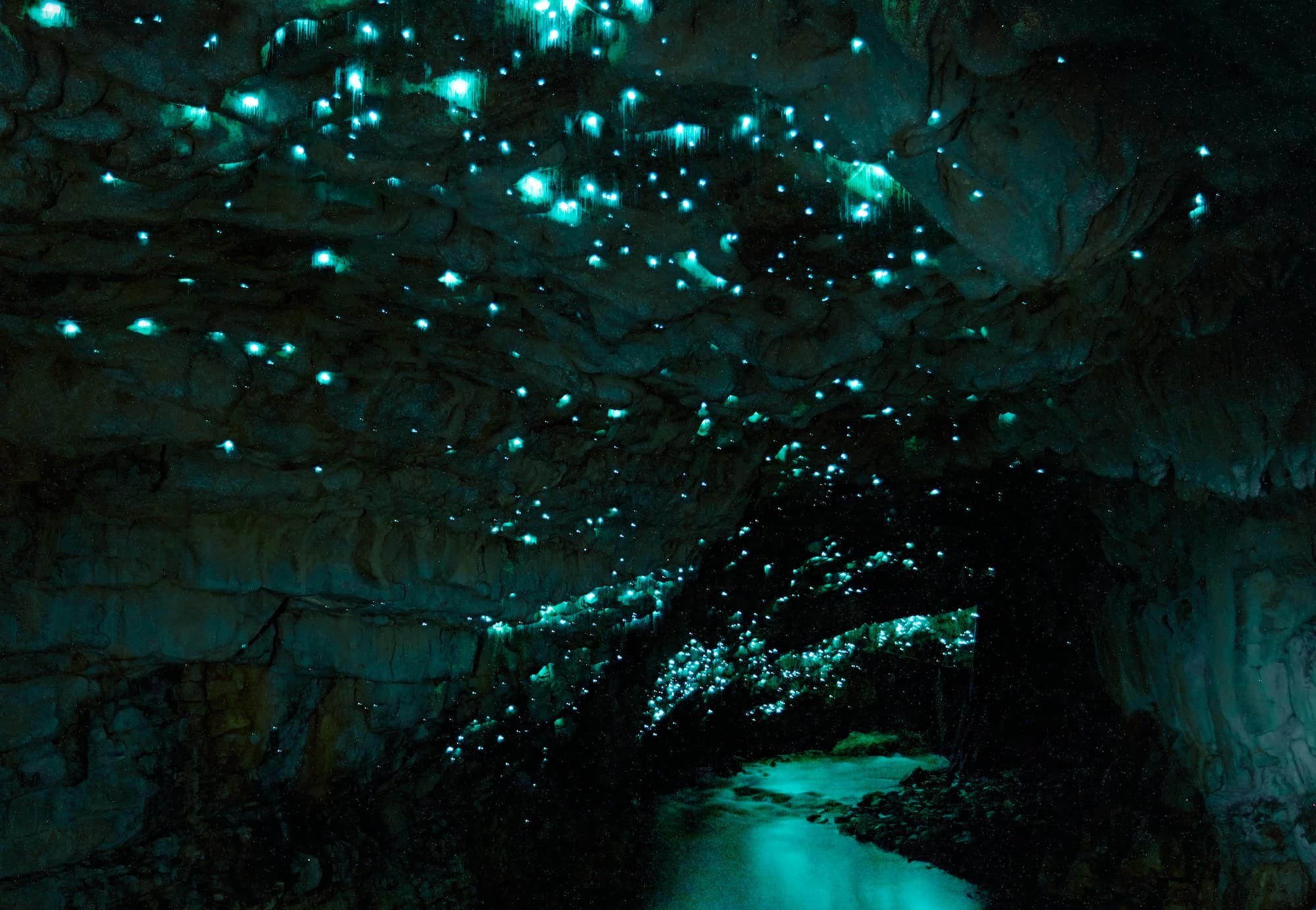 Waitomo Glowworm Caves