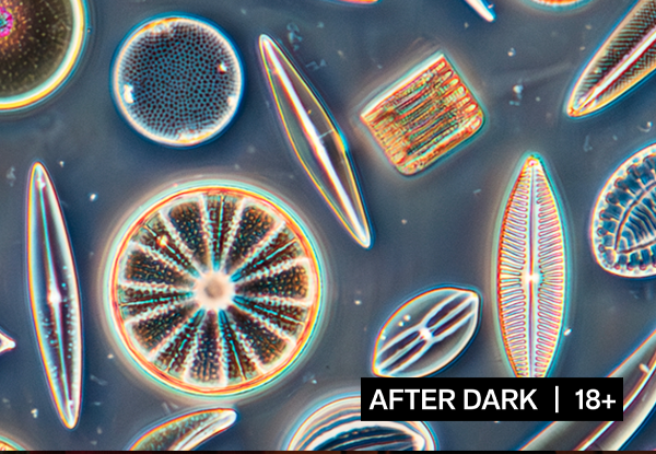 An arrangement of diatom on a dark blue background.