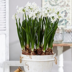 10% Off Select Plant Bulbs