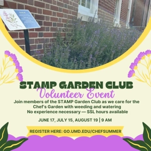 Stamp Garden Club Volunteer Event promo, with photo of sage with purple flowers: Join members of the STAMP Garden Club as we care for the Chef's Garden with weeding and watering. No experience necessary—SSL hours available. June 17, July 15, August 19 | 9 a.m. Register here: go.umd.edu/chefsummer