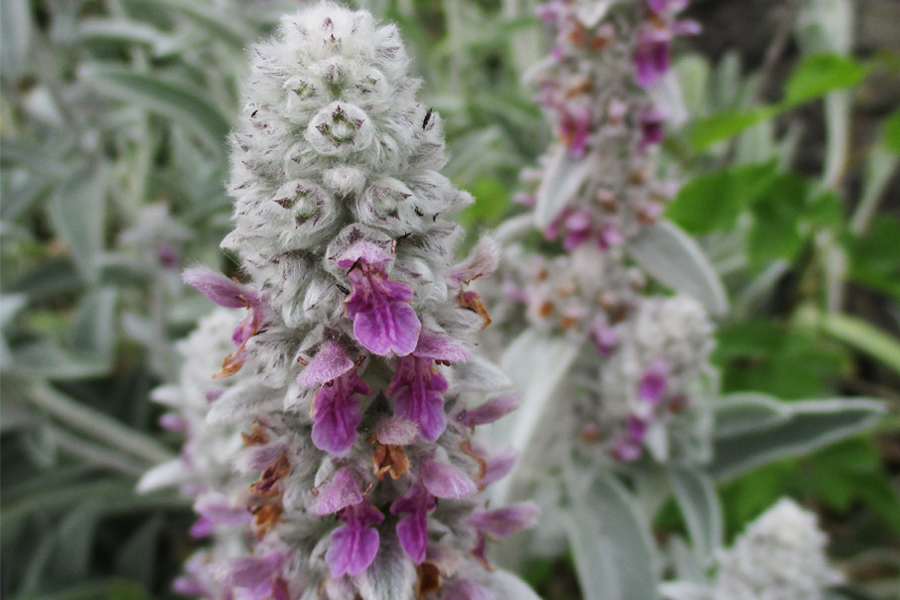 A tall plant with purple flowers and a fuzzy exterior.