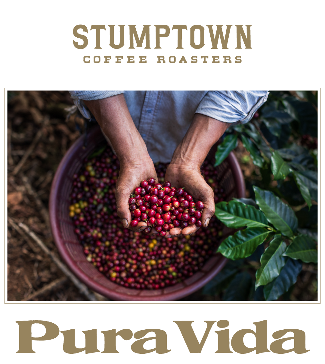 Hands holding freshly harvested red coffee cherries above a basket beside a coffee plant, with the headline “Pura Vida.” Coffee from Coopeatenas, Costa Rica.