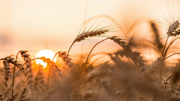 wheat in field, with sun on horizon