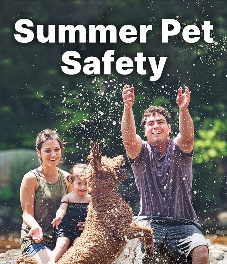 Summer Pet Safety