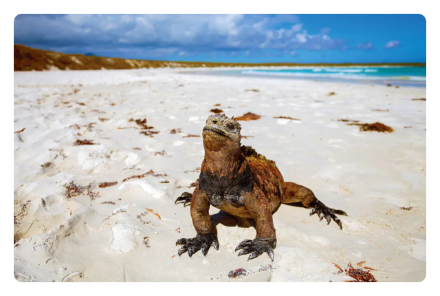 Sail through unique landscapes and spot wildlife in the Galapagos’ Central Islands