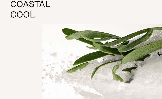 Coastal Cypress & Sea Fennel Banner
