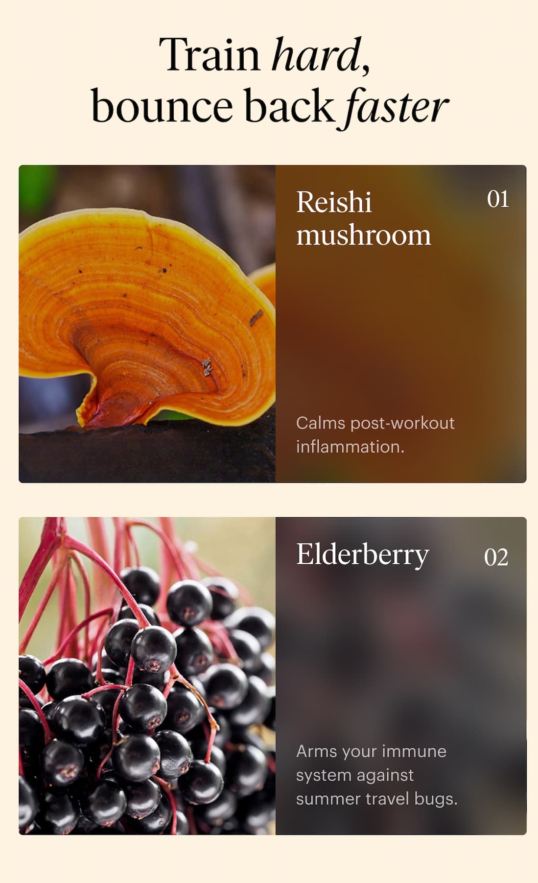 The functional fungi inside Green Protein - Reishi Mushroom and Elderberry
