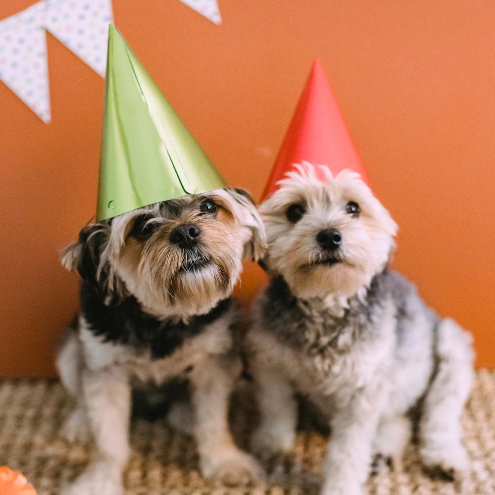 Two small black and tan terrier dogs wearing party hats.