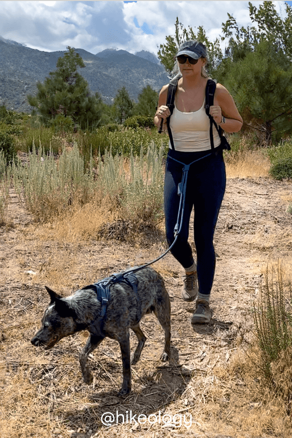 navy harness and navy hands free rope leash 
