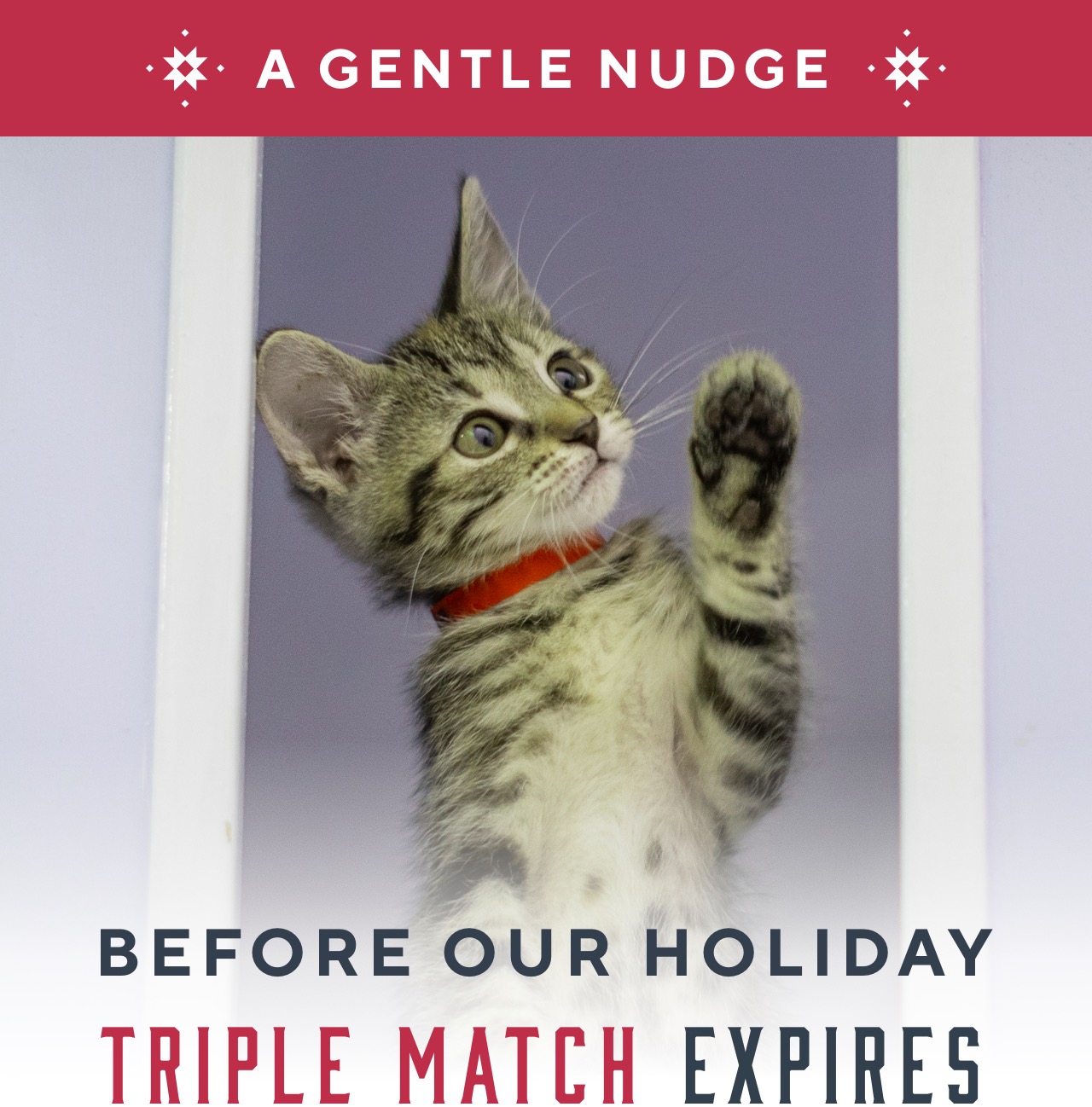 Kitten with raised paw looks through window. Caption: A GENTLE NUDGE | BEFORE OUR HOLIDAY TRIPLE MATCH EXPIRES