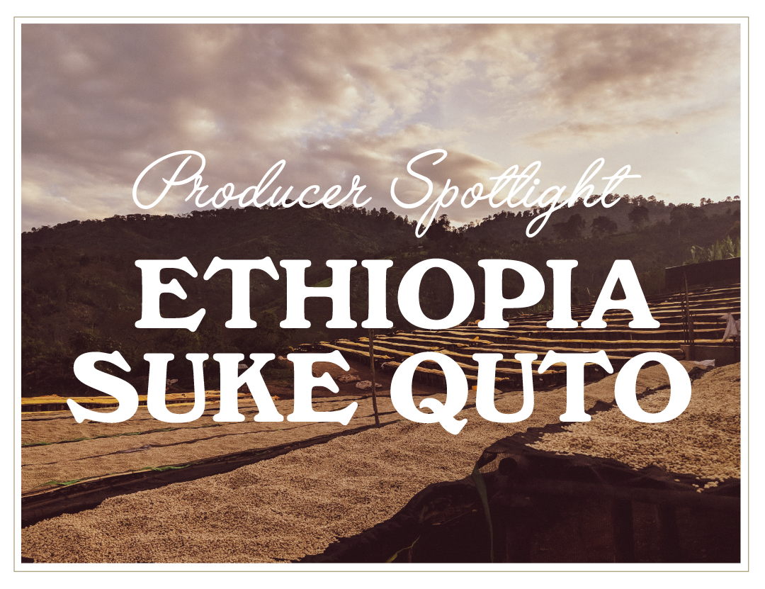 Producer Spotlight: Ethiopia Suke Quto