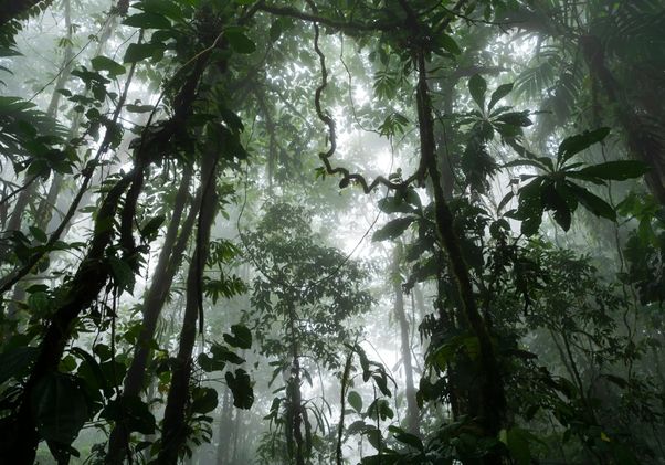Dense tropical forest vegetation and hanging vines fill the misty canopy of the Canandé Reserve in Ecuador.