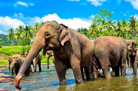 sri lanka