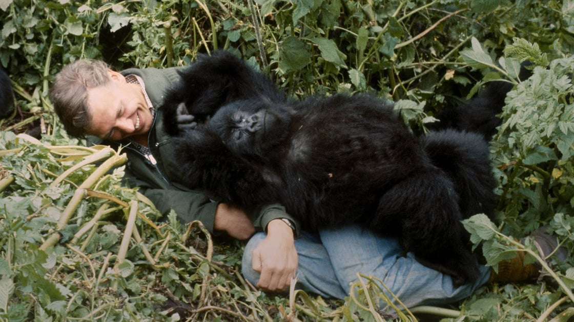 Gorillas