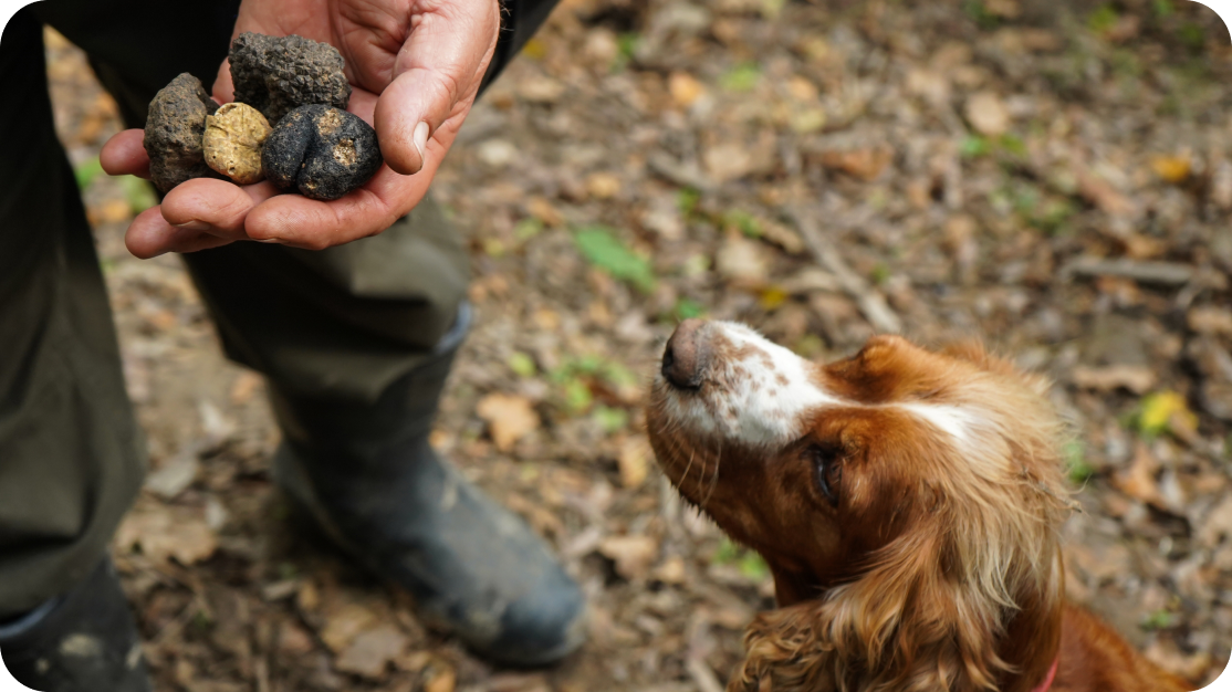 A dog looking at mushrooms