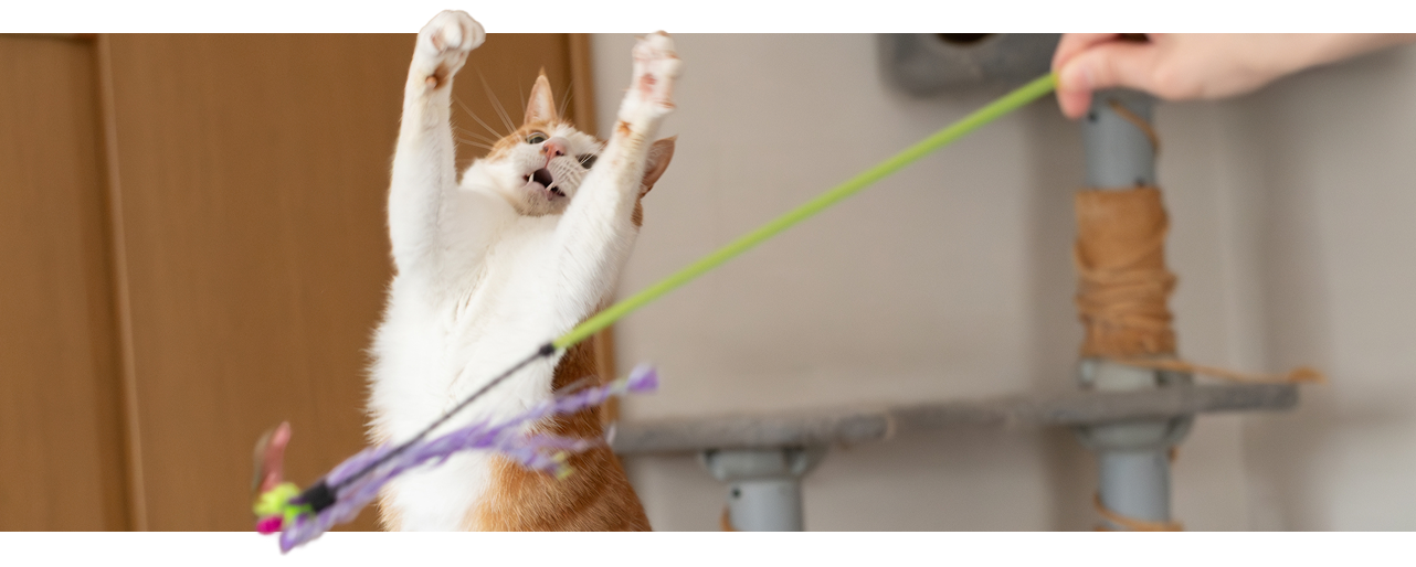 What are your pet’s Memorial Day plans?
