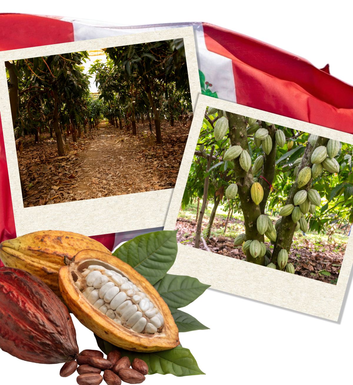 Cocoa plants and beans with Peruvian flag.